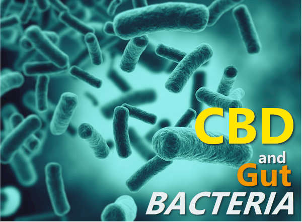 How does cbd work for gut bacteria