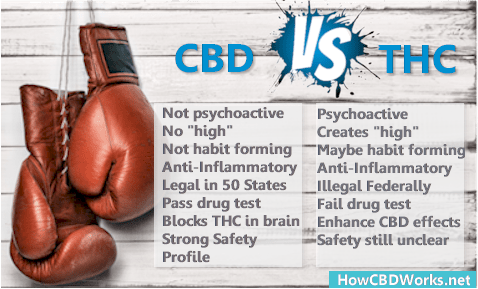 CBD versus THC