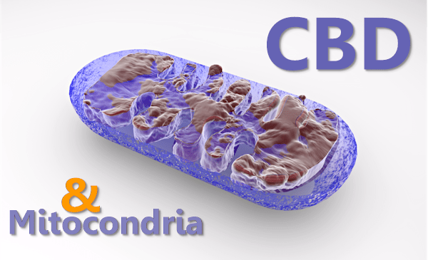 How does CBD support mitochondrial health